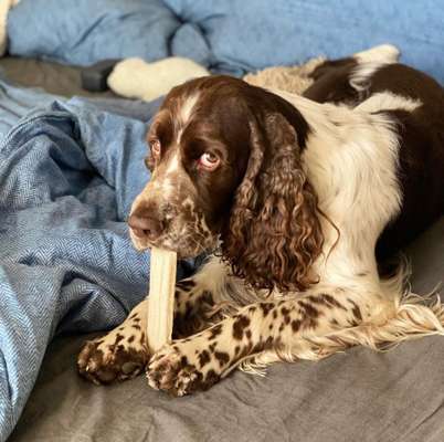 Dogorama Photo Challenge - Hundeblick zum hinschmelzen-Beitrag-Bild