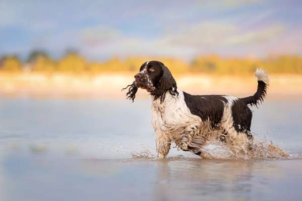 Foto's und Hundemodels-Beitrag-Bild