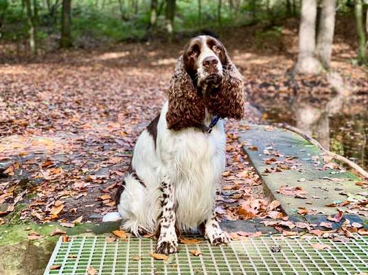 Seltene Rassen!-Beitrag-Bild