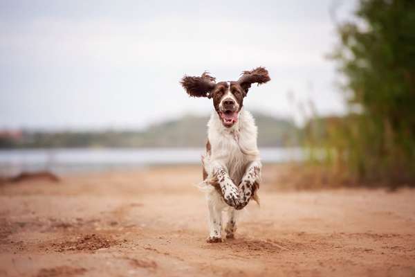 Foto's und Hundemodels-Beitrag-Bild