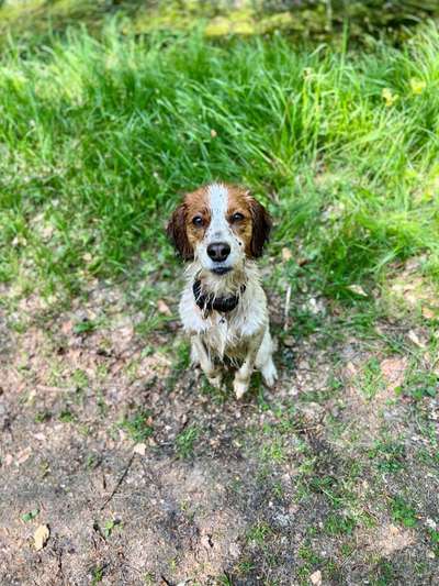 Kooikerhondje-Beitrag-Bild