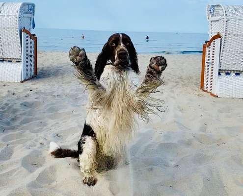 Dogorama Photo Challenge - Tierischer Urlaub-Beitrag-Bild