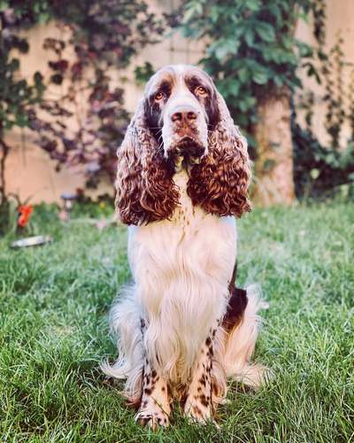 Cocker Spaniel-Beitrag-Bild