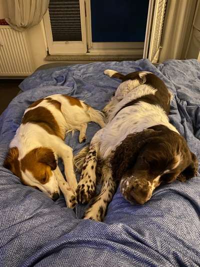 Dogorama Photo Challenge - Die besten Hundebuddys-Beitrag-Bild