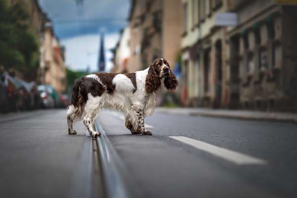 Foto's und Hundemodels-Beitrag-Bild