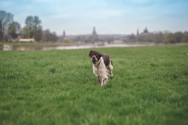 Dogorama Photo Challenge - Fail/Outtakes-Beitrag-Bild