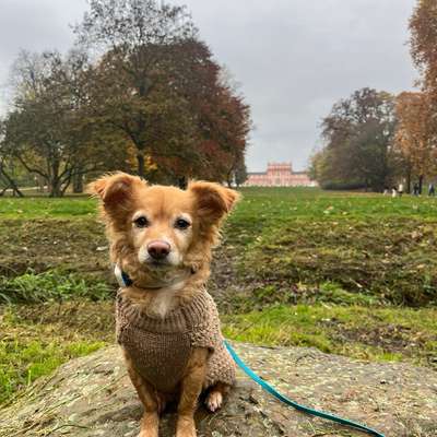 Hundetreffen-Gassi/Trainingspartner gesucht-Bild