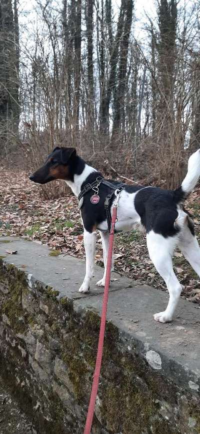 Seltene Rassen!-Beitrag-Bild