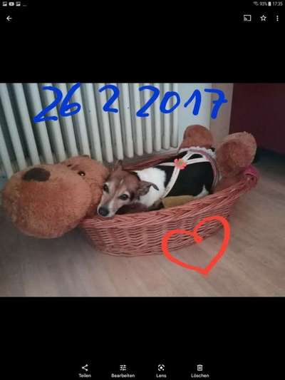 Jack Russel-Beitrag-Bild