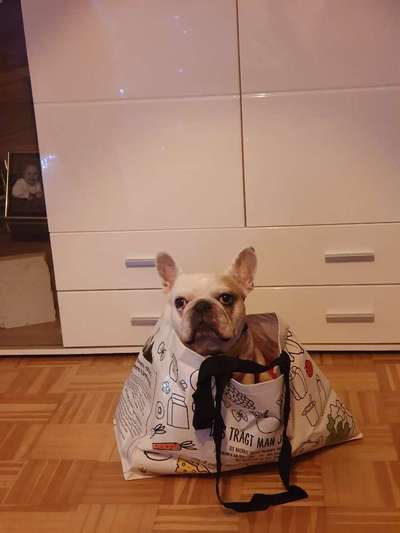 Zeige das lustigste Bild eures Hundis-Beitrag-Bild