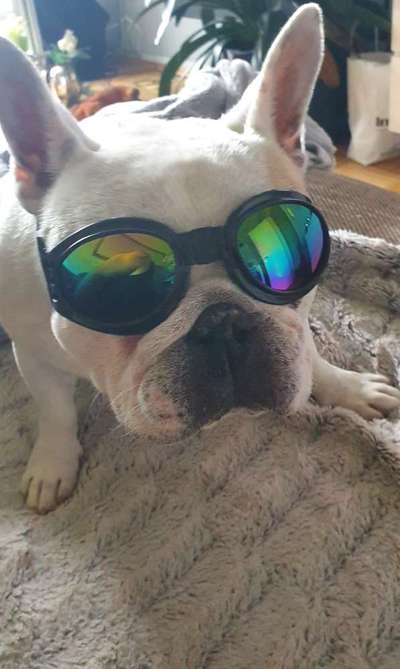 Zeigt her eure Frenchi-Beitrag-Bild