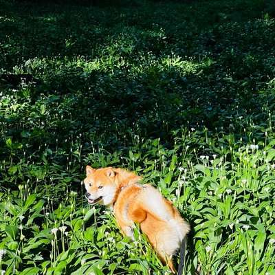 Hundetreffen-gemeinsam gassi gehen & spielen-Bild