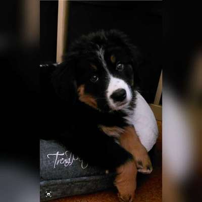 Berner Sennen-Beitrag-Bild