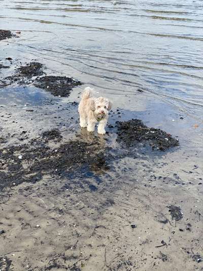 Dogorama-Monats-Challenge-Mai "Wasser"-Beitrag-Bild