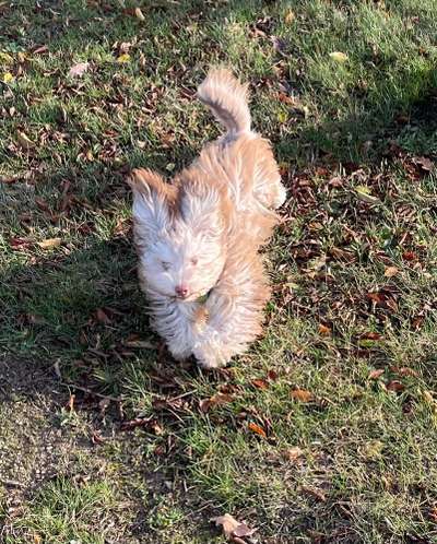 Fotochallenge 66 ~ Rennaction -Zeig deinen Hund im Lauf-Beitrag-Bild