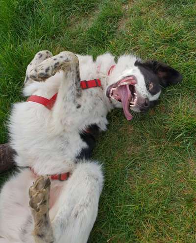 Zeige das lustigste Bild eures Hundis-Beitrag-Bild