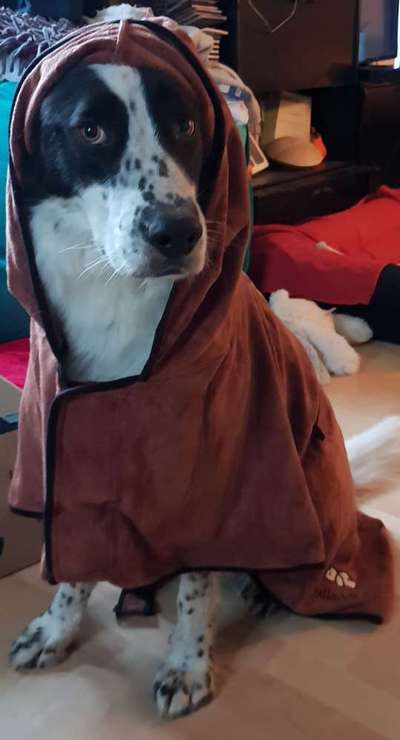 Zeige das lustigste Bild eures Hundis-Beitrag-Bild