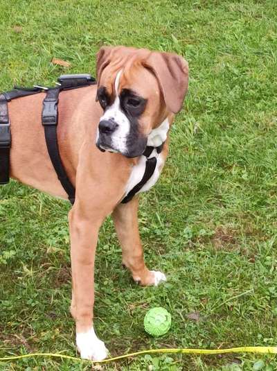 Deutsche Boxer-Beitrag-Bild