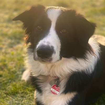 Hundetreffen-Spieltreffen-Bild