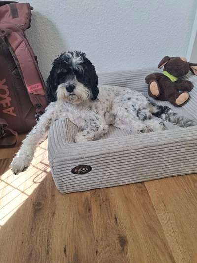 Hundetreffen-Begegnungstraining und Social Walk-Bild