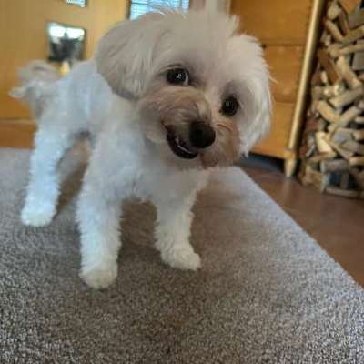 Hundetreffen-Lebhafter Malteser/ Shih tzu-Bild
