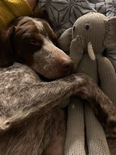 Sind hier Deutsch Kurzhaar/ Jagdhunde?-Beitrag-Bild