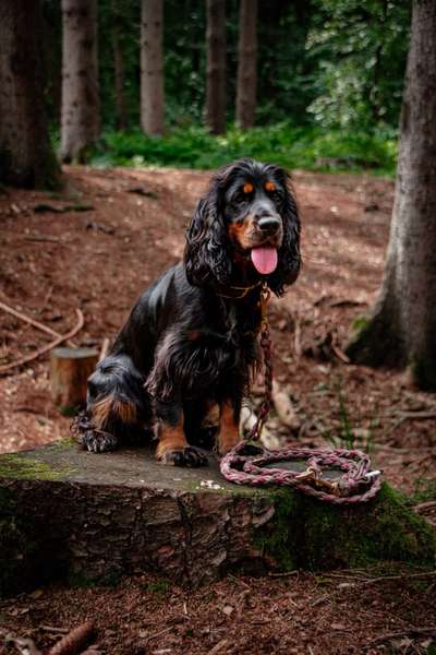 Hundetreffen-Spielen und Trainieren•Junghunde•-Bild