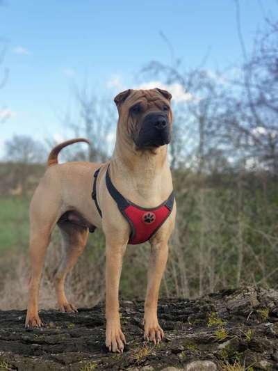 Hundetreffen-Junghunde treff Petershagen-Bild