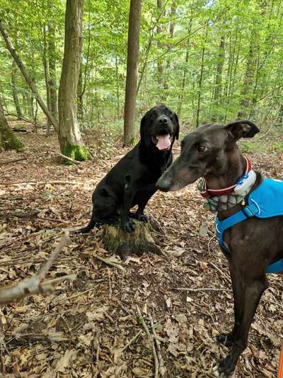 Hundetreffen-Gassifreunde und Spielgefährten gesucht-Bild