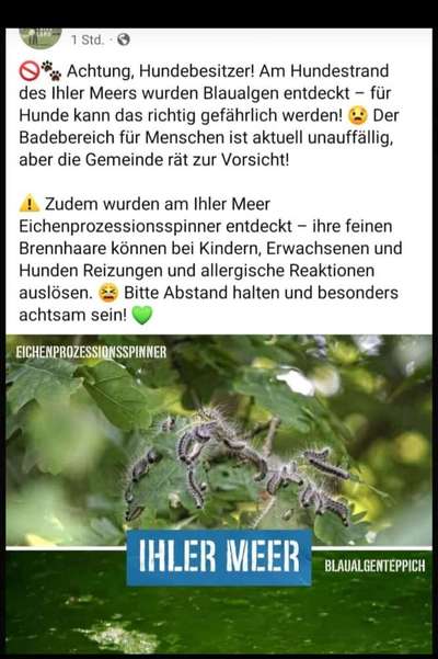 Giftköder-Blaualgen und Eichenprozessionsspinner-Bild