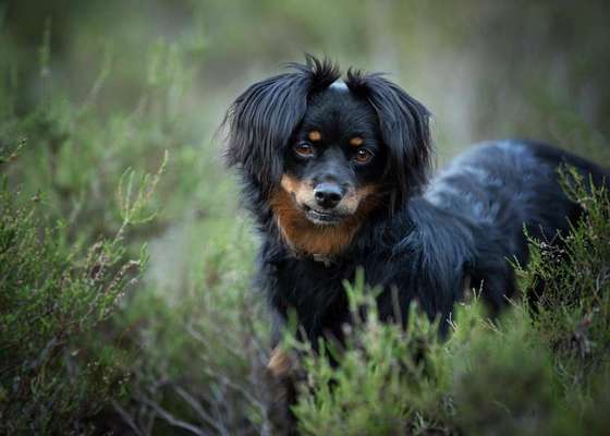 Dein Hund im Dogorama-Kalender 2021-Beitrag-Bild