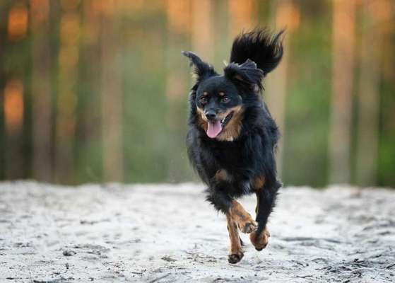 Dein Hund im Dogorama-Kalender 2021-Beitrag-Bild