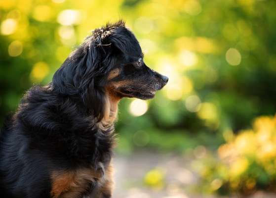 Dogorama Photo Challenge - Portrait-Beitrag-Bild