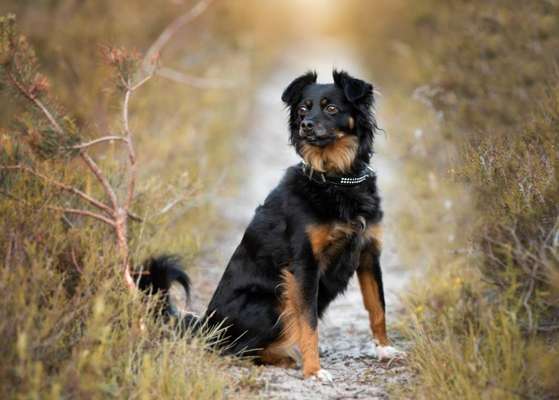 Dogorama Photo Challenge - Portrait-Beitrag-Bild