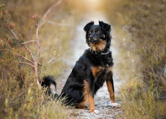 Dein Hund im Dogorama-Kalender 2021-Beitrag-Bild