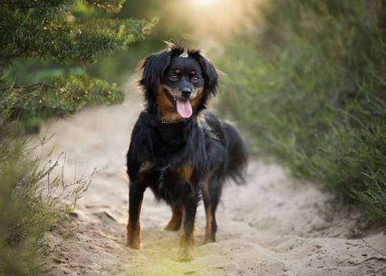Dein Hund im Dogorama-Kalender 2021-Beitrag-Bild
