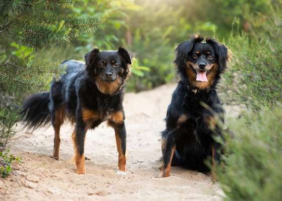 Dein Hund im Dogorama-Kalender 2021-Beitrag-Bild