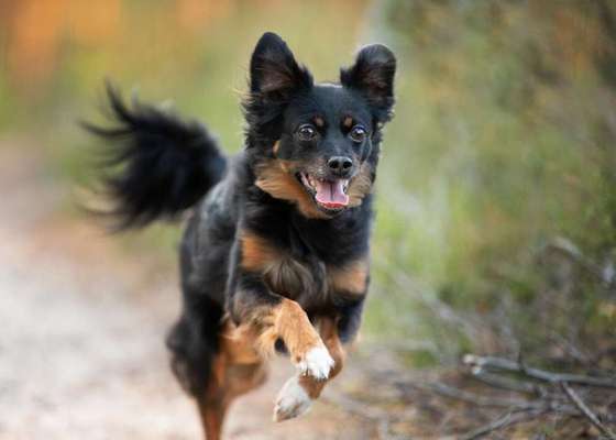 Dein Hund im Dogorama-Kalender 2021-Beitrag-Bild