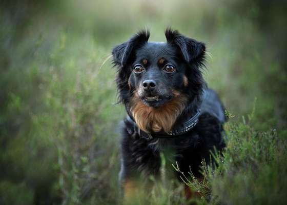 Dein Hund im Dogorama-Kalender 2021-Beitrag-Bild