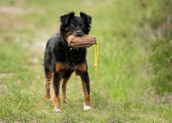 Dein Hund im Dogorama-Kalender 2021-Beitrag-Bild