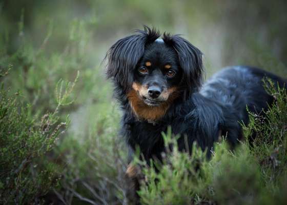 Dogorama Photo Challenge - Portrait-Beitrag-Bild