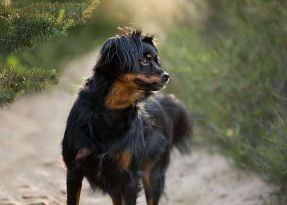 Dein Hund im Dogorama-Kalender 2021-Beitrag-Bild