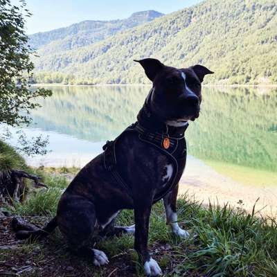 Hundetreffen-Suchen Trainingspartner/Spielpartner-Bild