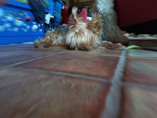 Yorkshire Terrier-Beitrag-Bild