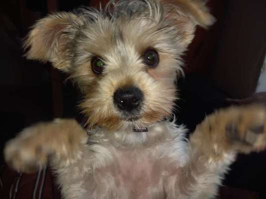 Yorkshire Terrier-Beitrag-Bild