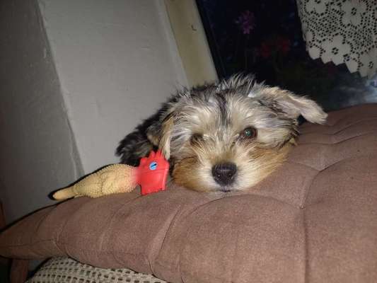 Yorkshire Terrier-Beitrag-Bild