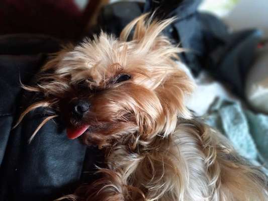 Yorkshire Terrier-Beitrag-Bild