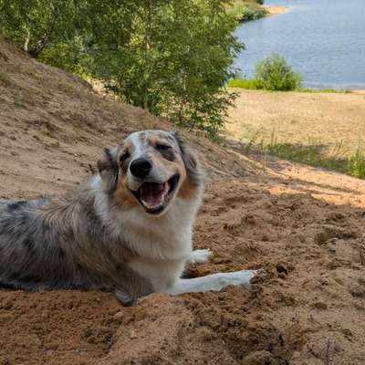 Hundetreffen-Social-Walks und Treffen zum Toben-Bild