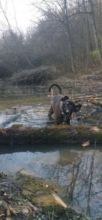 Lustigsten Grimassen von euren Hunden-Beitrag-Bild