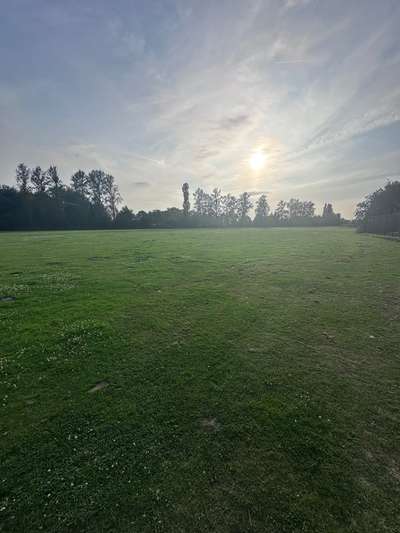 Hundetreffen-Spielen auf großer Wiese an der Zähringer Allee-Bild